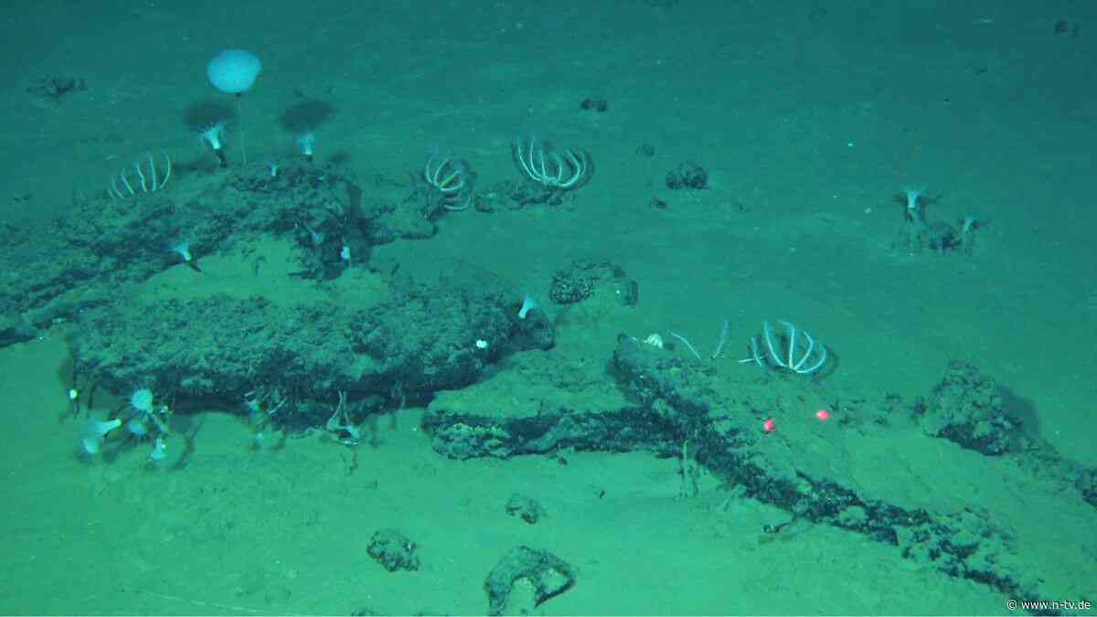 "Einzigartige Entdeckung": Gigantischer Walfriedhof in der Tiefsee entdeckt