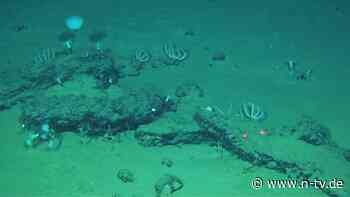 "Einzigartige Entdeckung": Gigantischer Walfriedhof in der Tiefsee entdeckt