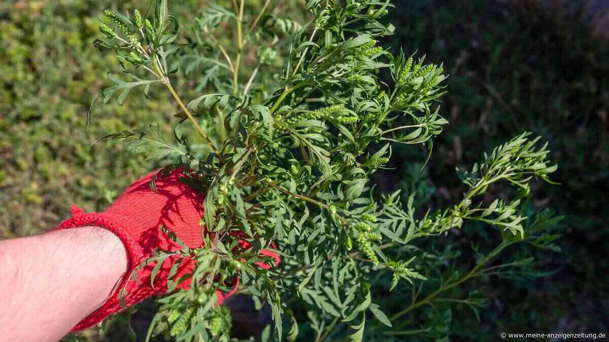 Achtung, Ambrosia: So stoppen Sie die Ausbreitung der aggressiven Pflanze