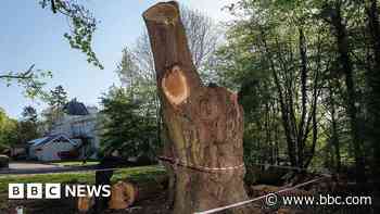 Toby Carvery and council end row over felled oak