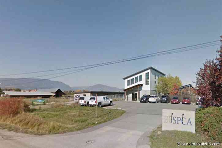B.C. woman pleads guilty to attempting to euthanize cat with fentanyl