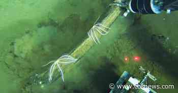 World's largest whale graveyard found by sub at bottom of ocean