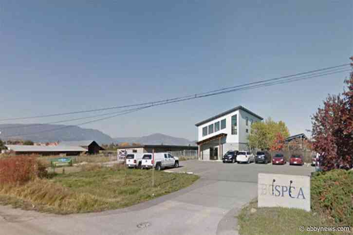 B.C. woman pleads guilty to attempting to euthanize cat with fentanyl