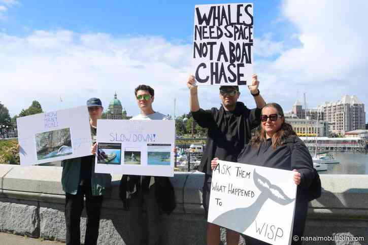 Vancouver Island cetacean lovers make waves over whale-watching boat speeds