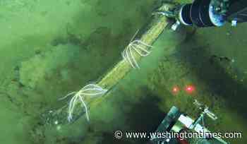 5 questions about the ancient whale graveyard discovered in the Indian Ocean