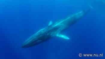 Grootste walvissenkerkhof ooit 7 kilometer diep in Indische Oceaan gevonden