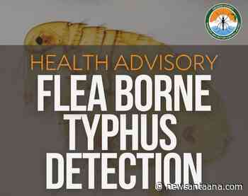 Flea-borne Typhus on the rise in Santa Ana