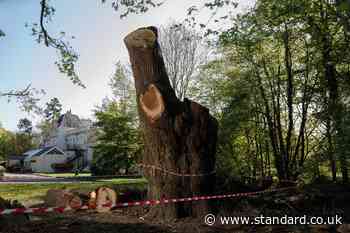 Toby Carvery and council end legal dispute over felling of ancient oak in north London park