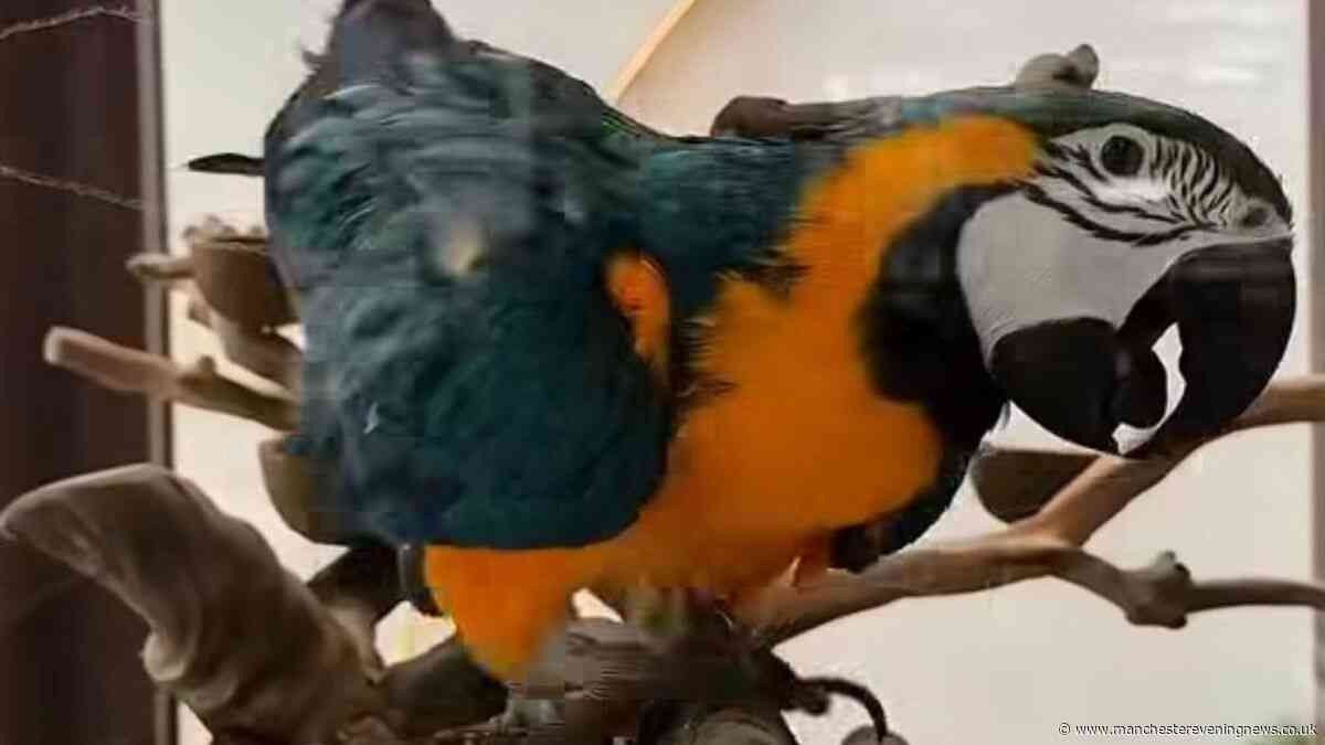 Salford restaurant to free parrot kept in glass tank following massive backlash
