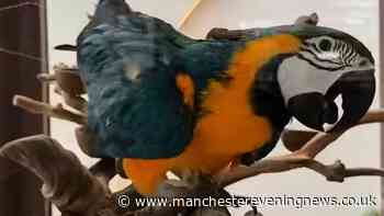 Salford restaurant to free parrot kept in glass tank following massive backlash
