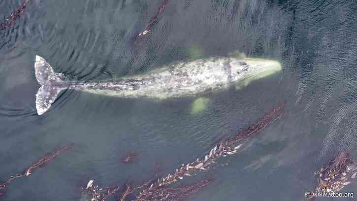 ‘What we’re seeing is adaptation’: scientists study influx of gray whales into Sitka Sound during herring spawn