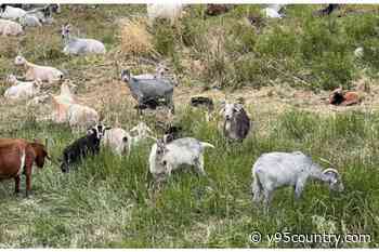Weed-Eating Goats Return To Cheyenne To Help Maintain Creek Bed