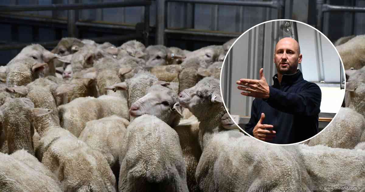 Why shearers are on the frontline of the battle to defend Australian wool