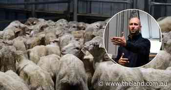 Why shearers are on the frontline of the battle to defend Australian wool