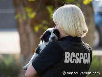 B.C. woman guilty of giving fentanyl to cat in euthanasia attempt