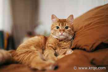 Tick behind meat allergy could spread deadly disease to your cat