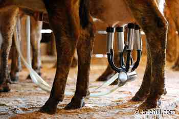 Dairy farmers sue Trump administration over checkoff program