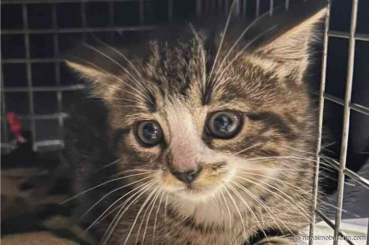 CRPAWS volunteers conduct three-day stakeout to rescue cat family