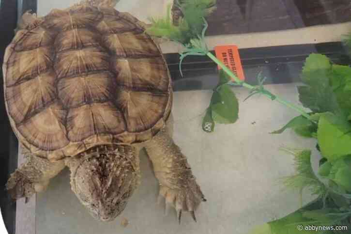 B.C. man fined $6,000 for illegally transporting protected snapping turtle