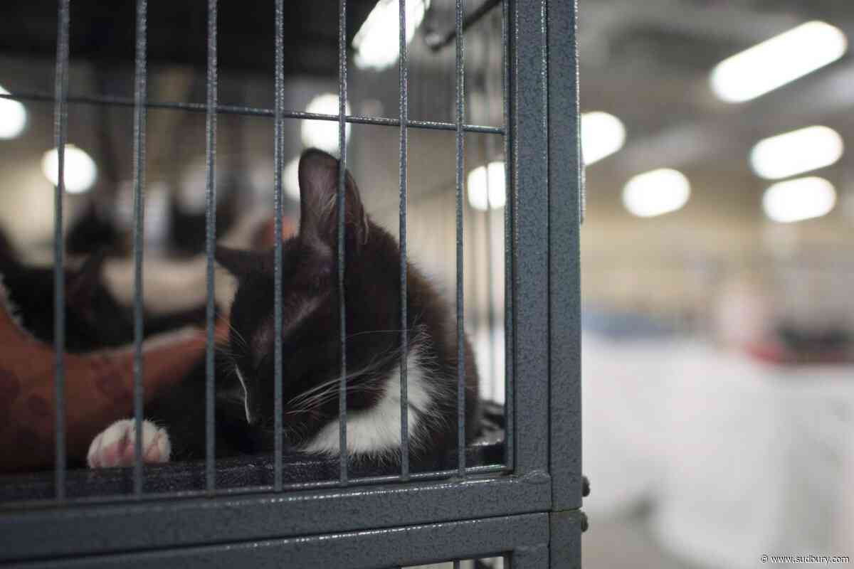 B.C. woman pleads guilty to attempting to euthanize cat with fentanyl: SPCA