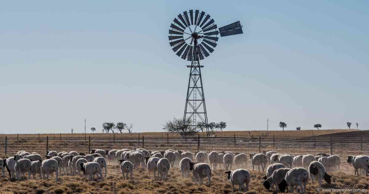 Explainer: how tight supply is overriding soft sheep meat export demand
