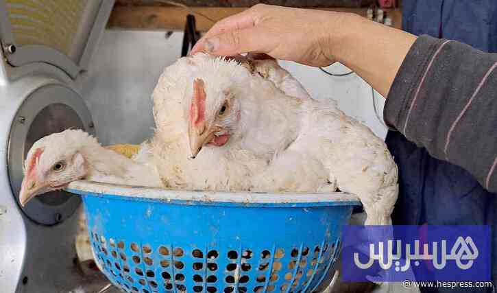 لحم الدجاج في المغرب .. اتهامات بـ"إغراق متعم