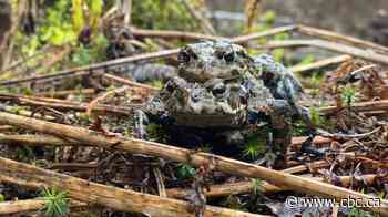 B.C. moves millions of amphibians for development, but researchers say their survival isn't tracked