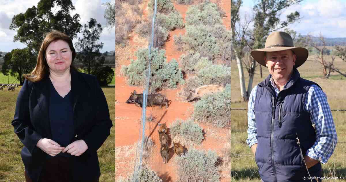 'Deflating': key feral pig program faces funding cliff ahead of state budget
