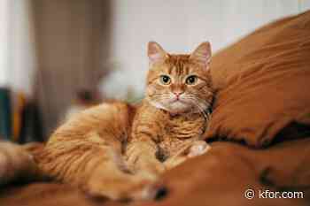 Tick behind meat allergy could spread deadly disease to your cat