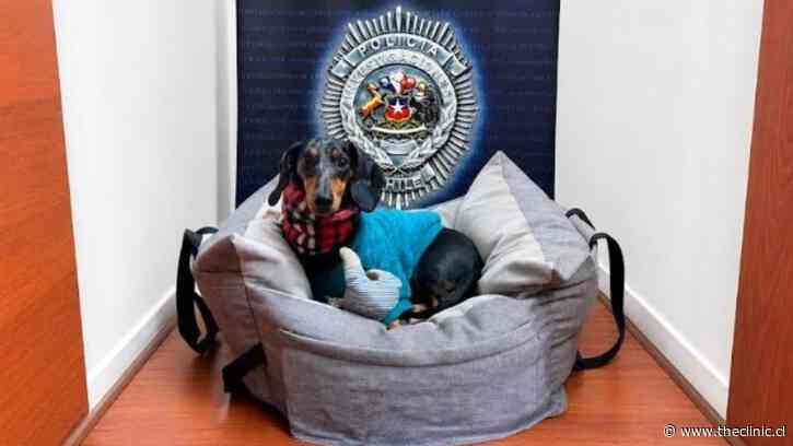 “Bruce”, la mascota de apoyo emocional recuperada por la PDI que había sido apropiada de forma indebida por la expareja de su propietaria
