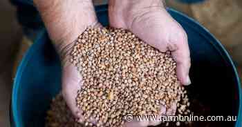 Australian lentil crop set for new record as farmers look for low N option