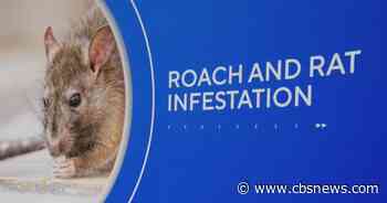 Georgia lawmakers urge IRS action over rat and cockroach infestation at Atlanta campus