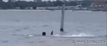 Naval Base Employee Attacked by Shark While Snorkeling In Chilling Video