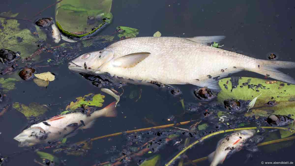 Elbe in Hamburg wird zur „Todeszone“ für Fische – erste Kadaver gefunden