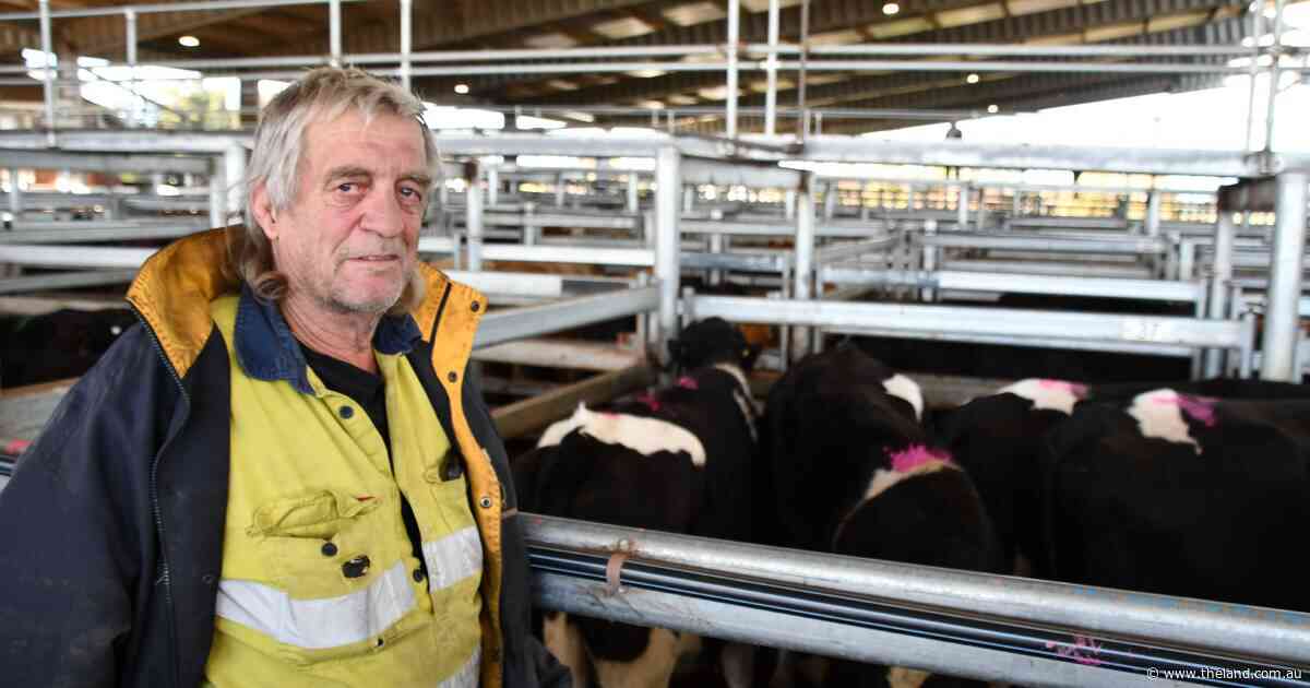End of financial year frenzy as Moss Vale sustains big cattle draw into winter