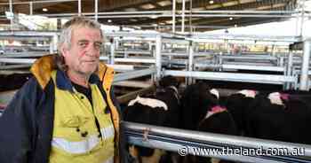 End of financial year frenzy as Moss Vale sustains big cattle draw into winter