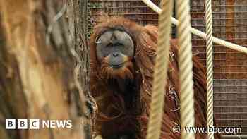 Four days of rain slashed population of world's rarest orangutans, study says