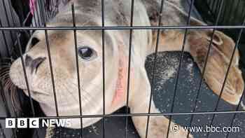 The fight to stop animals dying in fishing nets