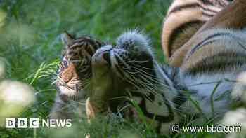 Rare tiger cub from litter of four dies