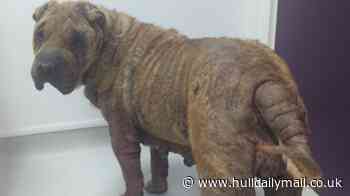 East Yorkshire man banned from keeping animals after dog left in 'extreme discomfort'