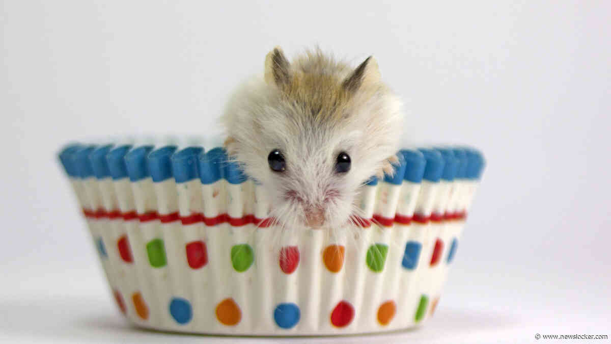 Afvallen en toch weer aankomen, waarom overkomt ons dat steeds weer? ’Zodra er iets uit evenwicht raakt, laat de hamster zich horen’