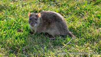 Gardeners' World-approved £1.47 method to keep rats out of your garden all summer