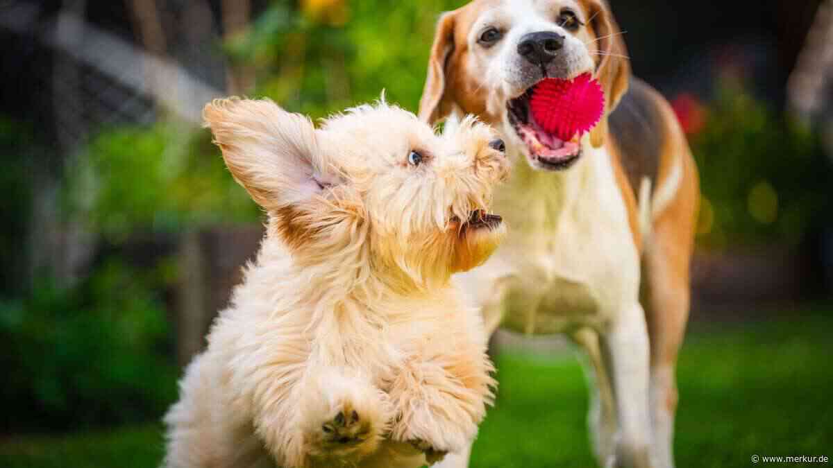 Fair Play auch für Tiere: Der ultimative WM-Guide für alle, die Fußball und Ihr Tier lieben