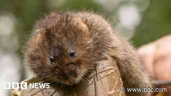 Water voles return to reserve after 40 years