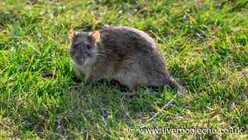 £1.47 supermarket item will stop rats from invading your garden this summer