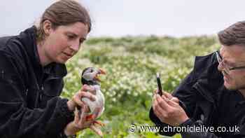 Farne Islands puffin census underway for 2026 as rangers begin 'vital' count