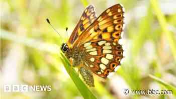Rare butterfly population increases by 9000%