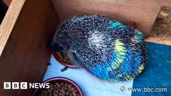 Hedgehogs 'covered in toxic paint' rescued