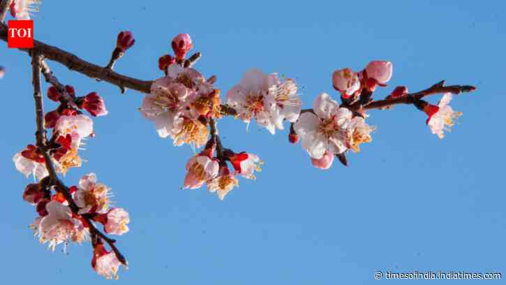 Move over cherry blossoms: Ladakh’s Apricot Blossom is just as spectacular; when to go and what to expect