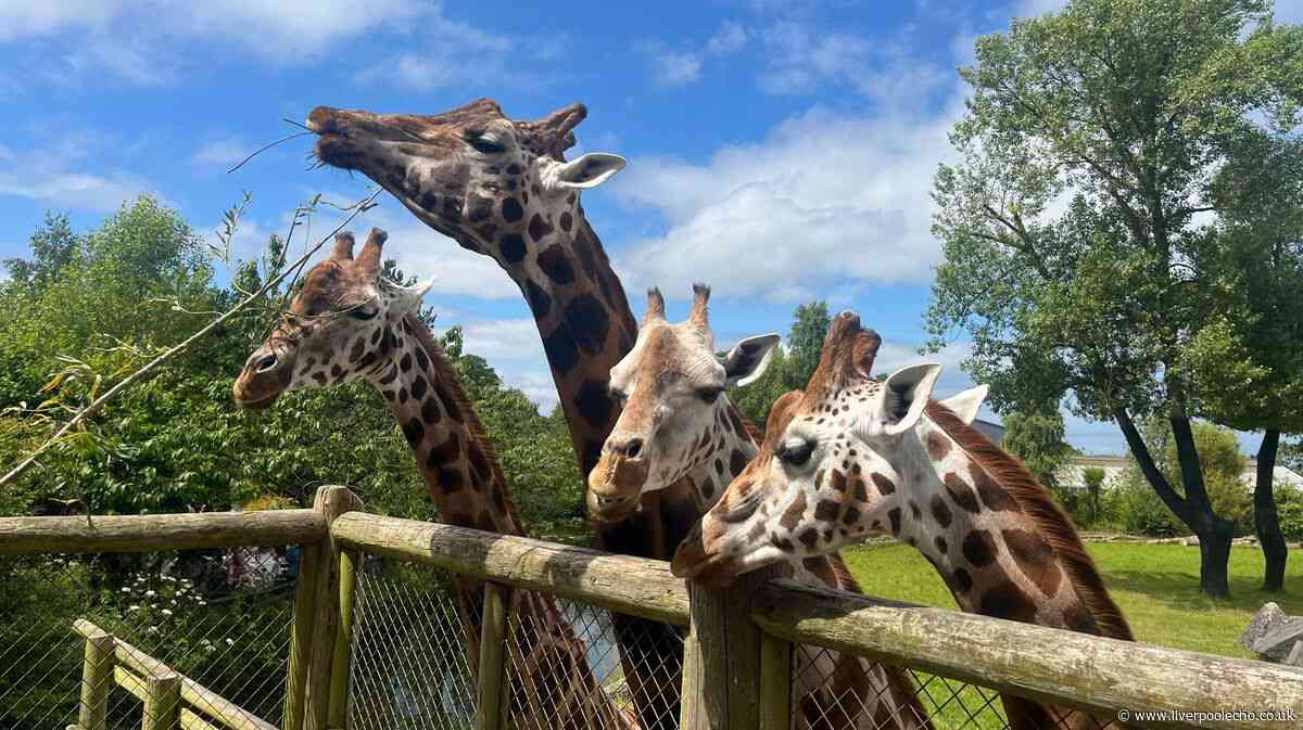 How to get Chester Zoo £10 cheap ticket deal